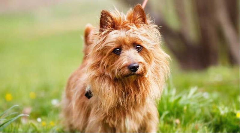 What To Know About The Australian Terrier Dog Breed?