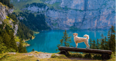 tips to travel with your dog