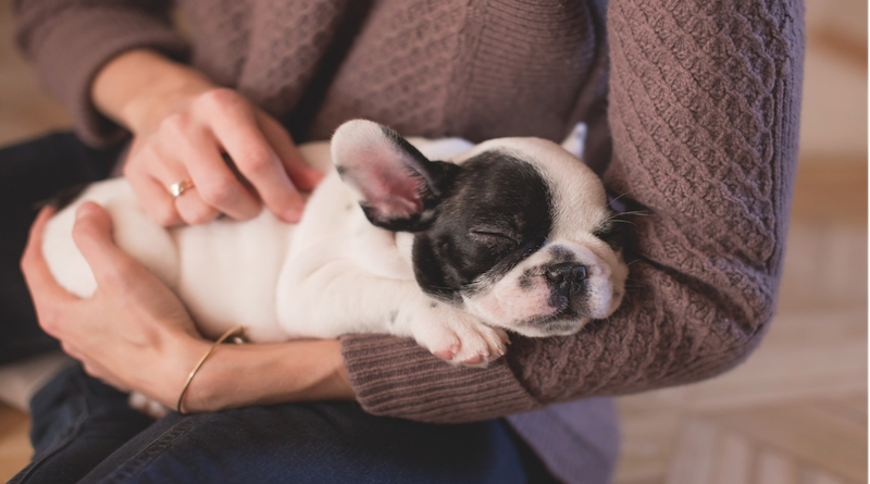 Are You Ready to Bring Home a New Puppy?